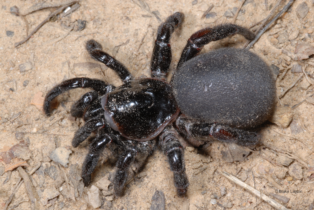 Close up of a large, heavy-bodied spider.